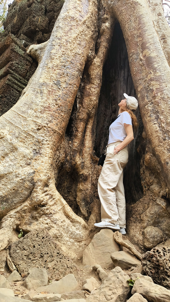 Gala dentro de las enormes raíces de un árbol en el templo de Ta Prohm, Camboya.